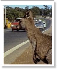 Skippy the Bush Kangaroo - Waiting to Cross The Road