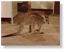 Skippy the Bush Kangaroo - Skippy