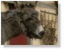 Tots TV - Donkey